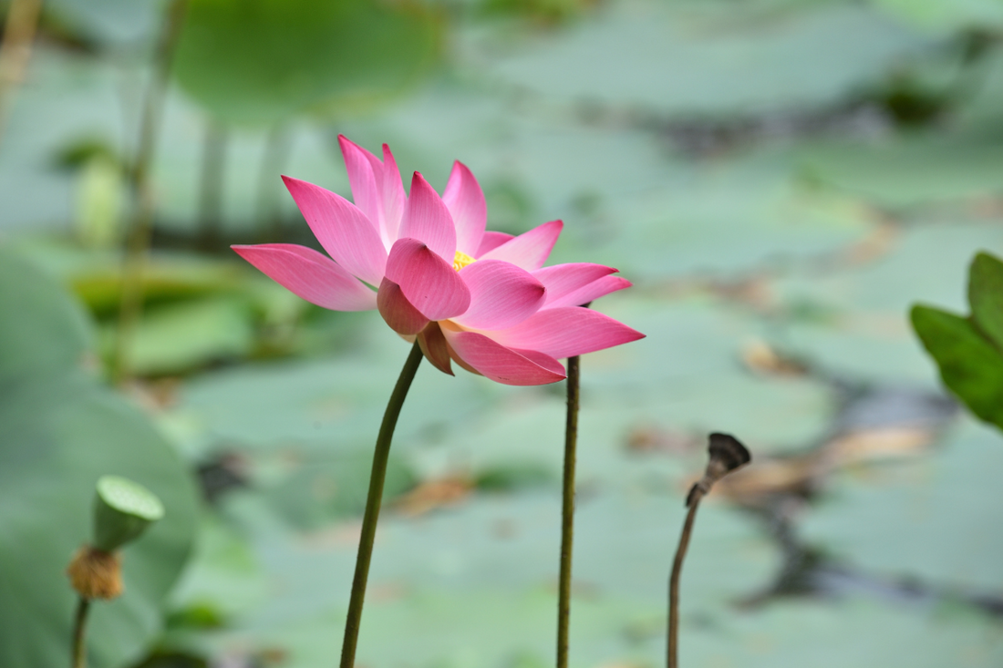 A pink lotus flower in a lake