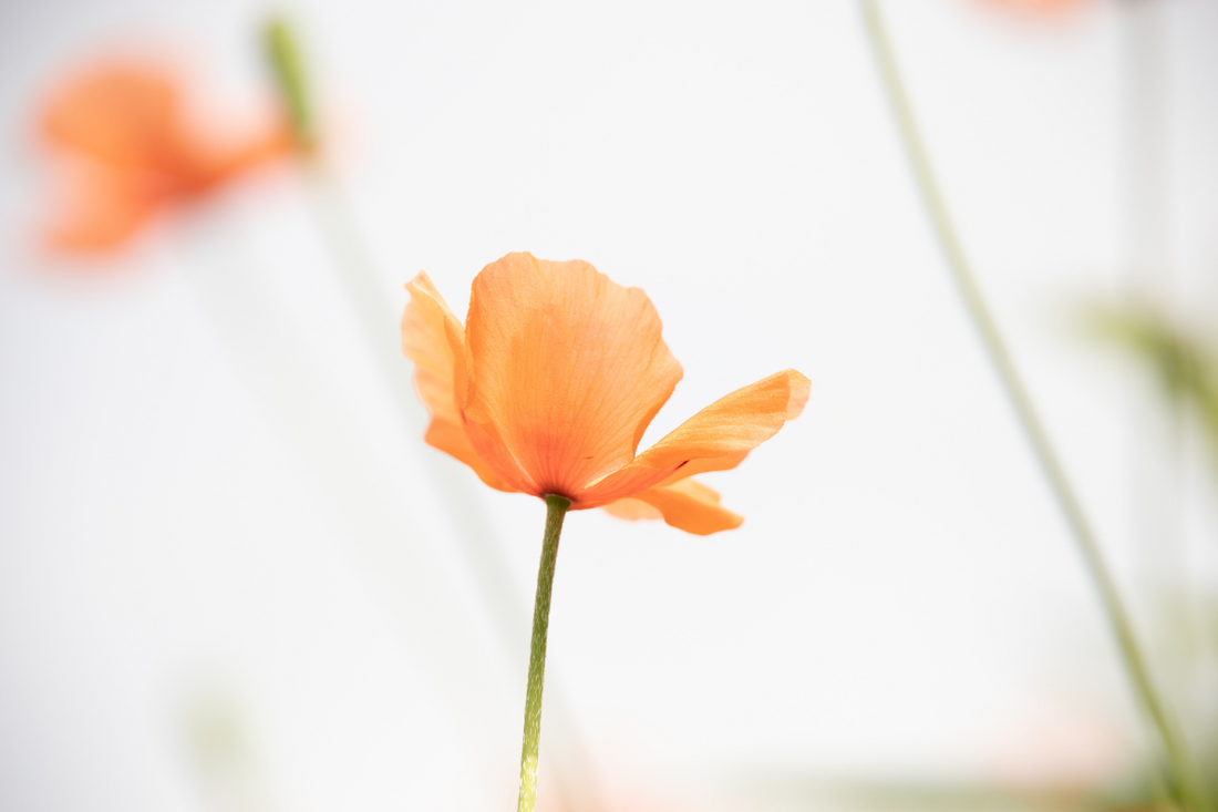 Close-up shot of a beautiful California poppy flower