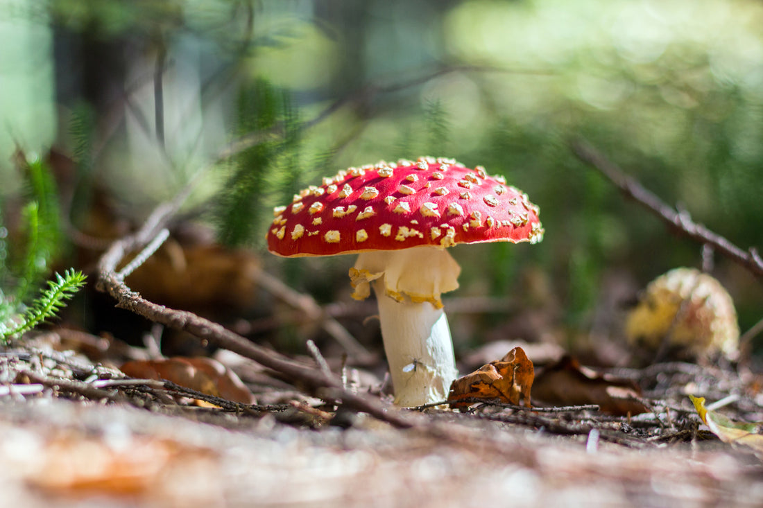 What Are The Potential Benefits Of Amanita Muscaria Mushrooms?