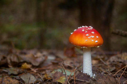 The Amanita muscaria on the forest floor