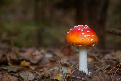 What Is The Medicinal Use Of Amanita Muscaria?