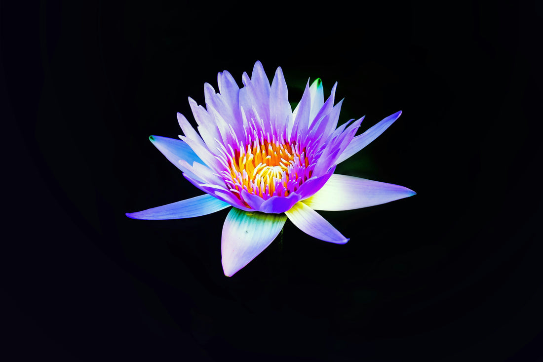 What Does The Blue Lotus Mean In Hinduism?