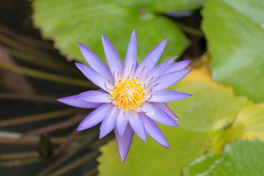 Blue lotus flower