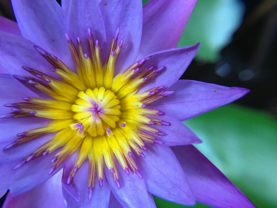 A blue lotus flower