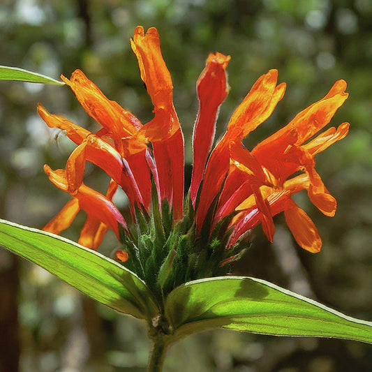 A Klip Dagga Flower