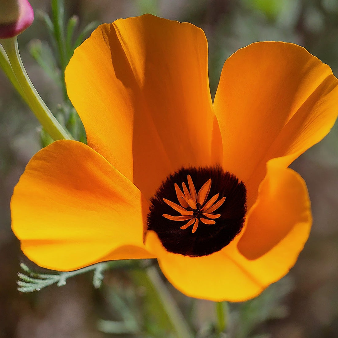 A california poppy flower