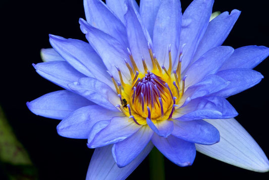 What Is The Spiritual Benefit Of The Blue Lotus?