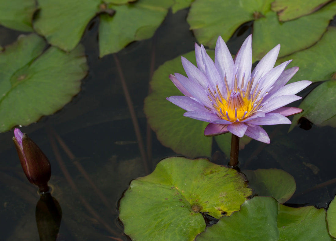 Lovely blue lotus floating on water