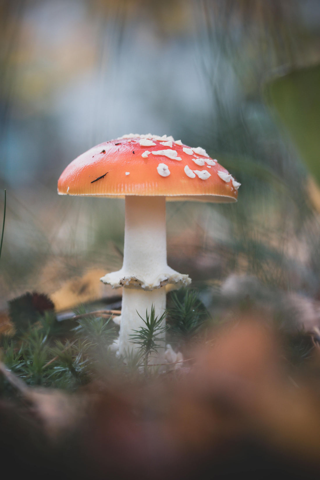 Amanita Muscaria and the Siberian Shaman