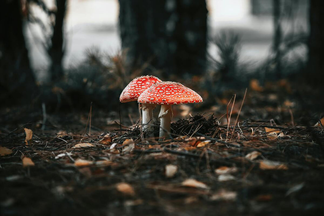 Amanita Muscaria: History and Cultural Significance