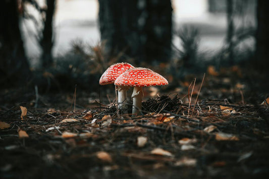 Amanita Muscaria: History and Cultural Significance