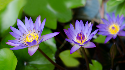 Blue Lotus: Nature's Gentle Aphrodisiac