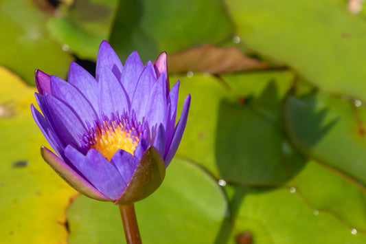 A pretty blue lotus flower