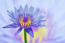 What Are The Effects Of Blue Lotus?