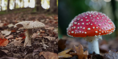 Fungi Face-Off: Amanita Muscaria vs. Amanita Pantherina