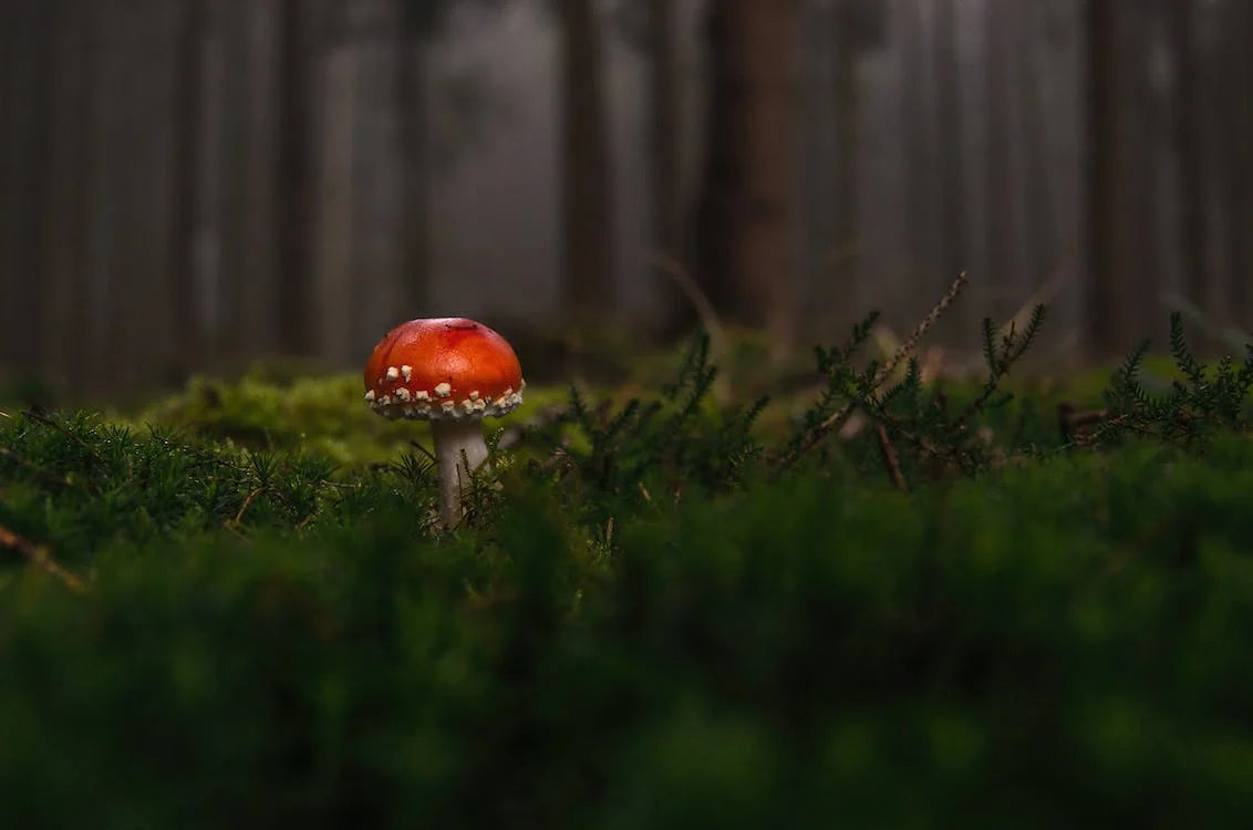 Can Fly Agaric (Amanita Muscaria) Be Cultivated In A Lab? - MN Nice ...