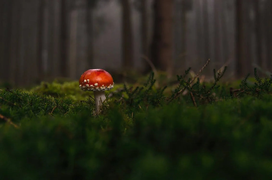 Can Fly Agaric (Amanita Muscaria) Be Cultivated In A Lab?