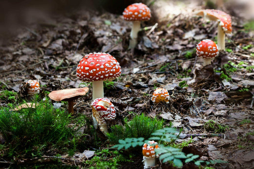 Amanita mushrooms growing in the wild