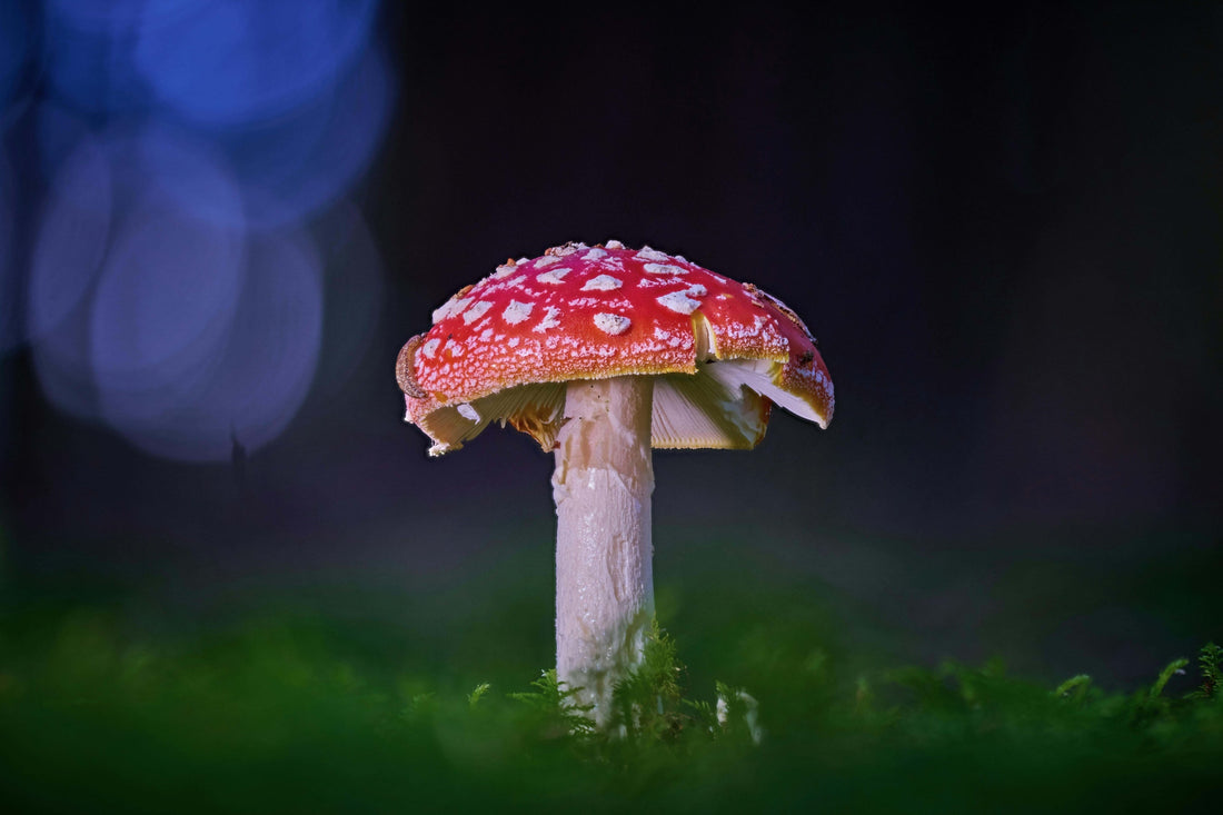 Amanita muscaria in the forest at night