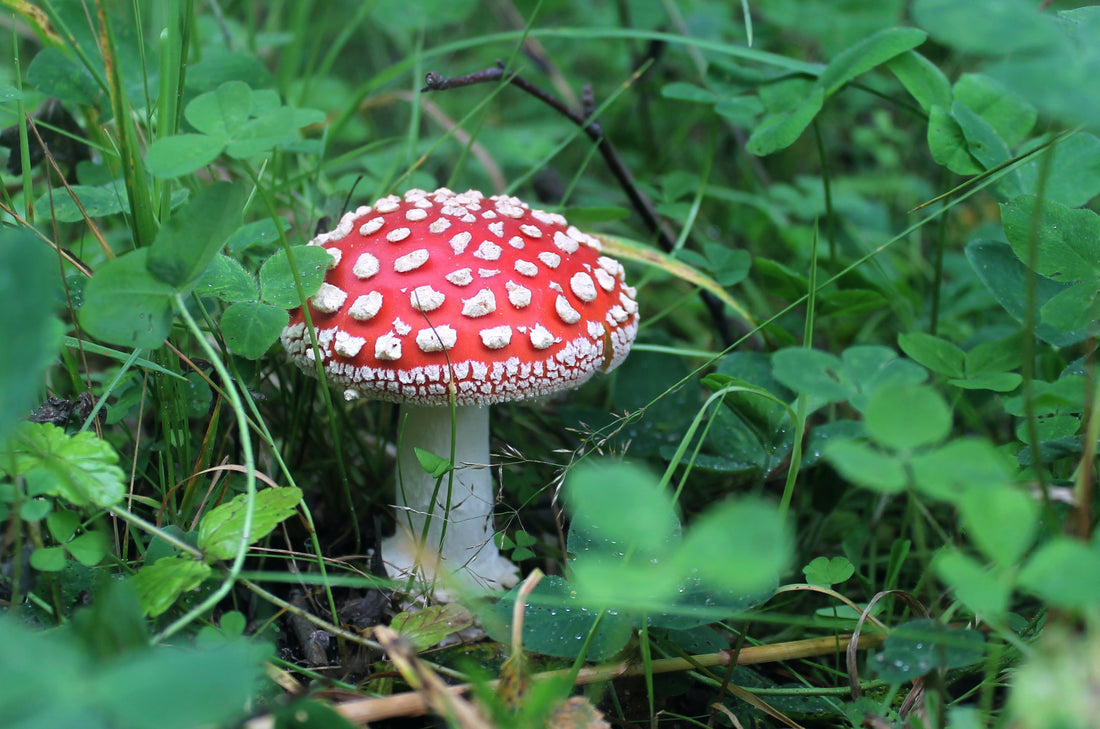 Where Does Amanita Muscaria Grow? What Are Its Adaptations?