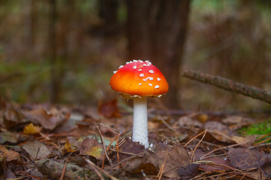 What is Amanita Muscaria or Fly Agaric?