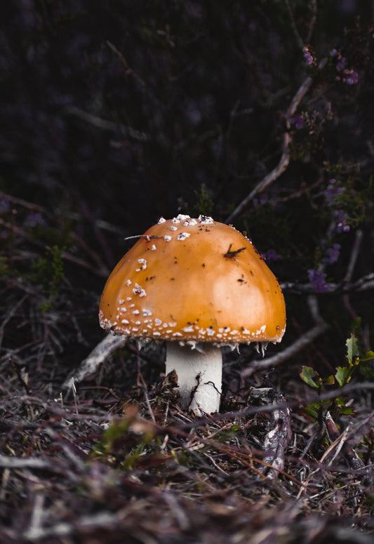 Amanita Muscaria: The Christmas Connection