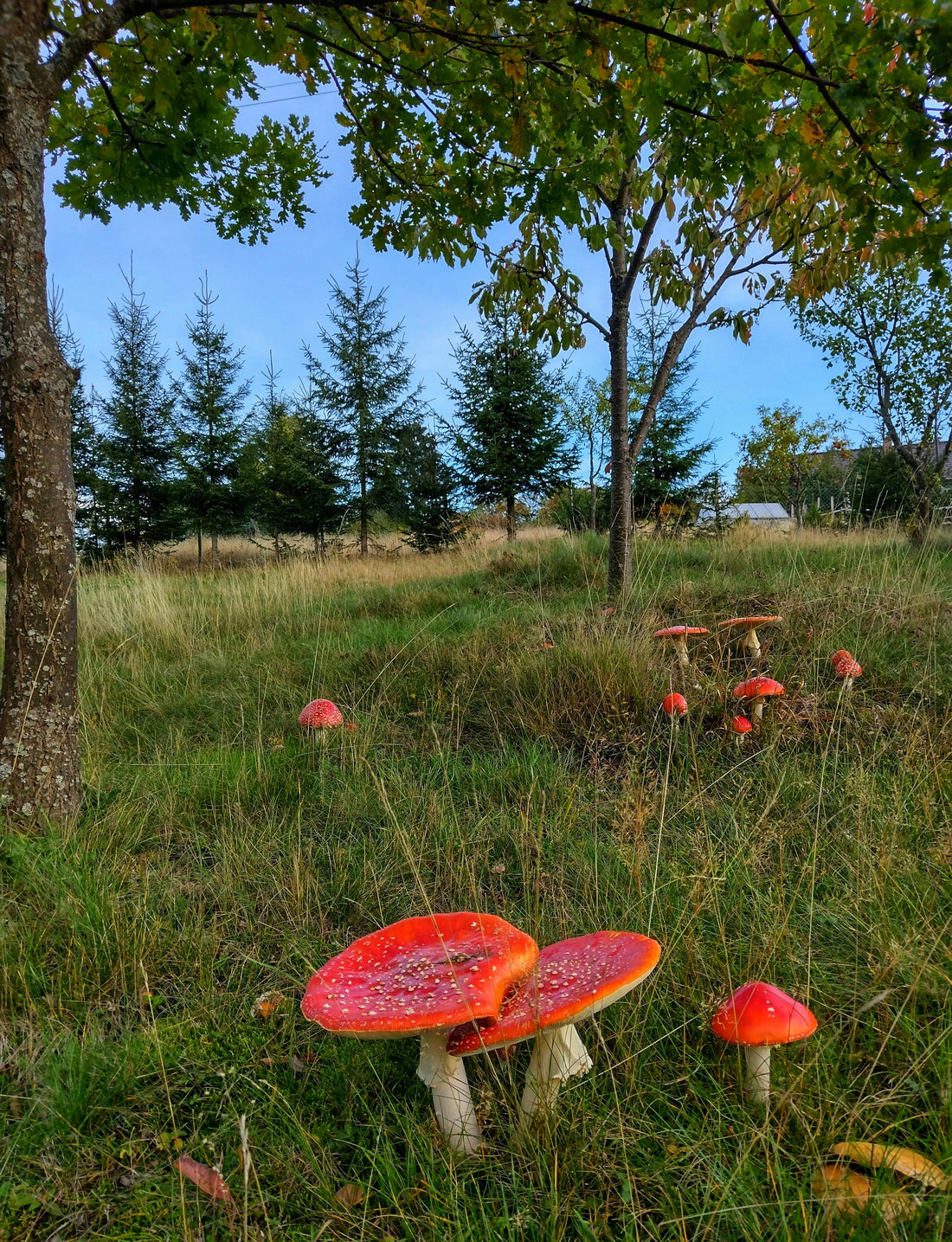 Harvesting Amanita Muscaria: A Guide to Responsible Foraging and Ethical Practices