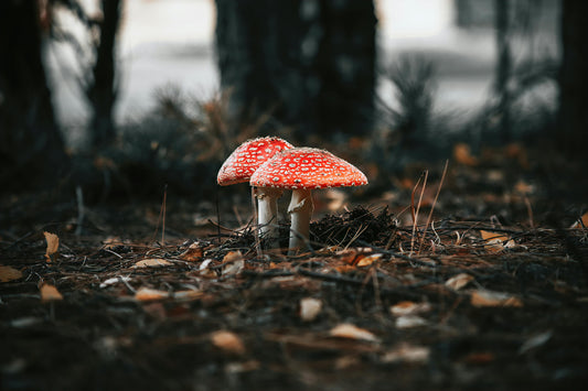 Exploring Reverse Tolerance: The Enigmatic World of Amanita