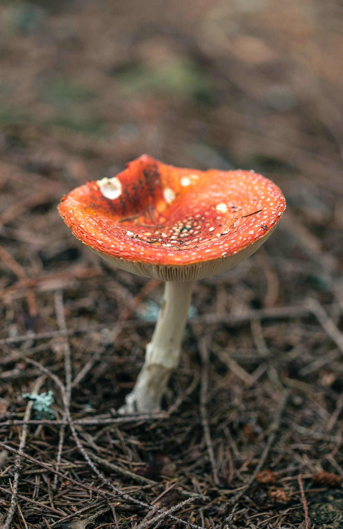 How to Safely Eat Amanita Muscaria