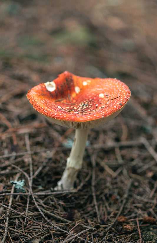 How to Safelty Eat Amanita Muscaria