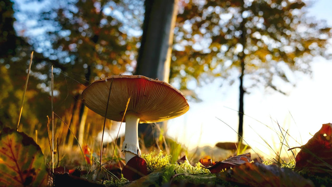 Can You Touch Amanita Muscaria?