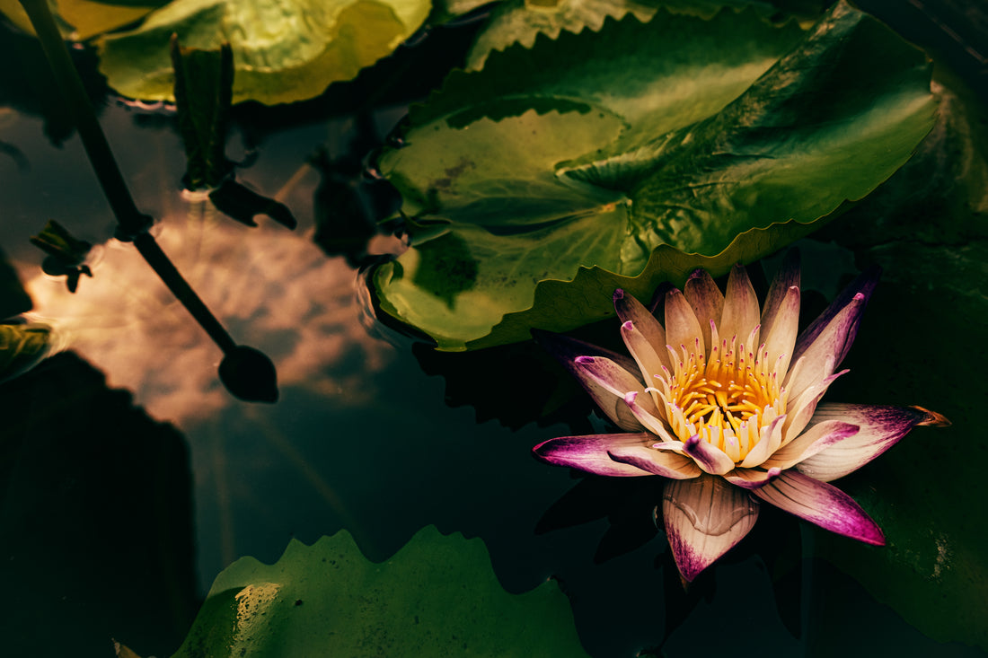 Blue lotus flower in a pond