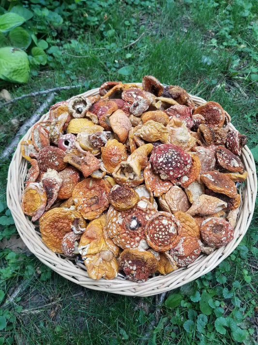 USA Amanita Muscaria handpicked in a basket