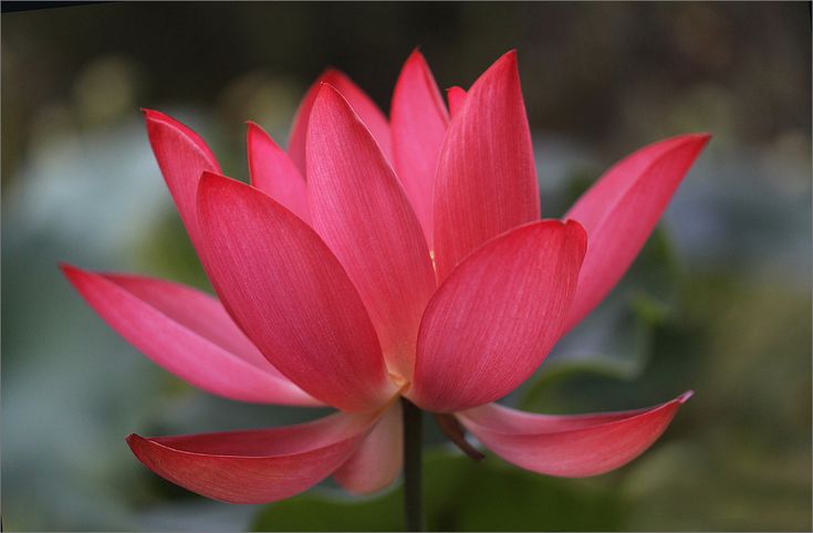 Red Lotus Flowers