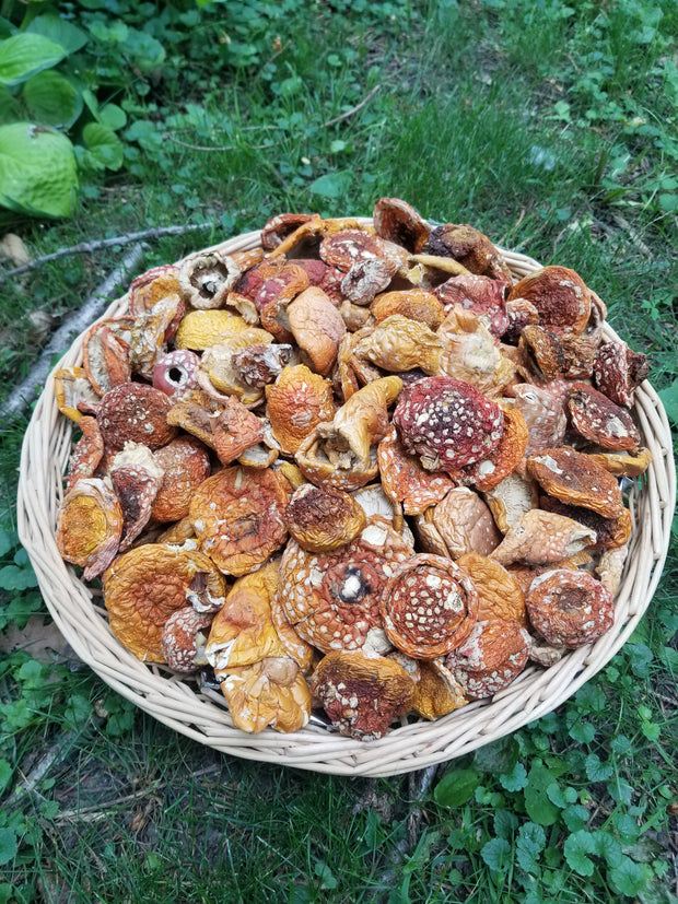 USA Amanita Muscaria handpicked in a basket
