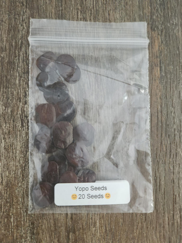Yopo Seeds - Anadenanthera peregrina